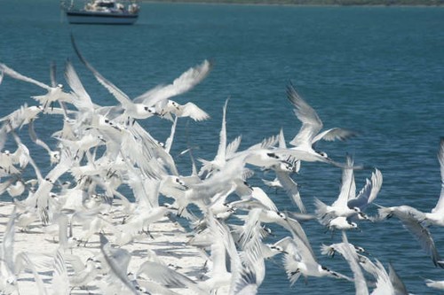 Birds at last.JPG © Ian & Andrea Treleaven